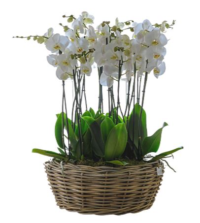 Basket of Luxury Phalenopsis Orchids
