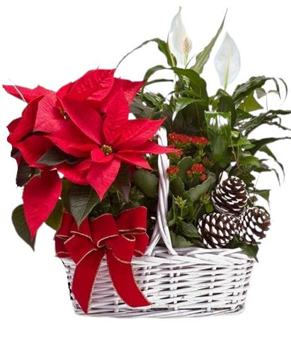 Basket of Plants with Cone Decor