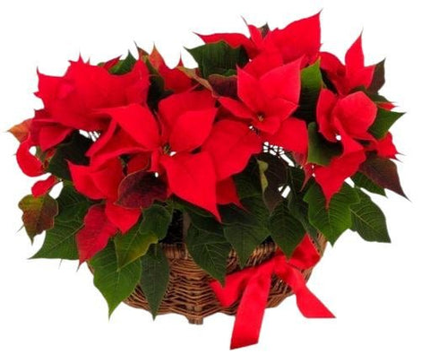 Basket of Poinsettia Plants - Flowers Box London