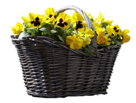 Basket of Viola - Flowers Box London