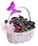 Basket of Violets with Butterfly