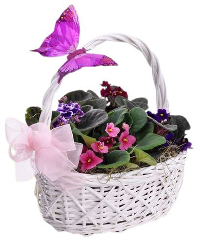 Basket of Violets with Butterfly