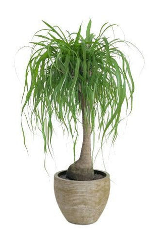 Beaucarnea in Ceramic Pot - Flowers Box London