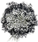 Black and White Baby's Breath Bouquet