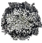 Black and White Baby's Breath Flower Bouquet - Flowers Box London
