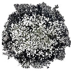 Black and White Baby's Breath Flower Bouquet