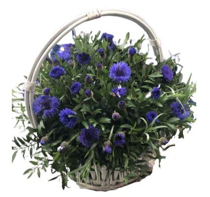 Blue Cornflowers with Greenery Basket