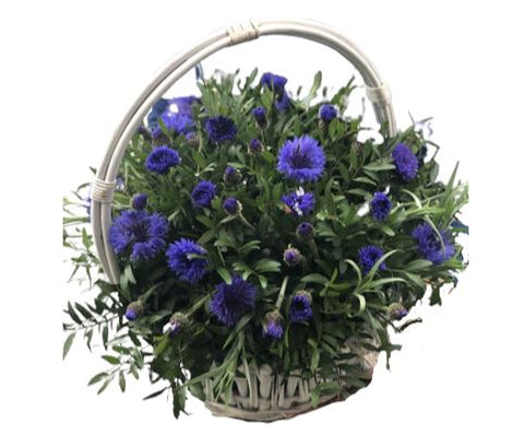 Blue Cornflowers with Greenery Basket