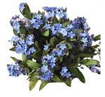 Blue Forget Me Not Bouquet