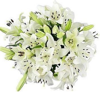 Bouquet of White Aztec Lily