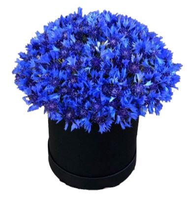 Blue Tranquility: Box of Cornflowers | Flowers Box London