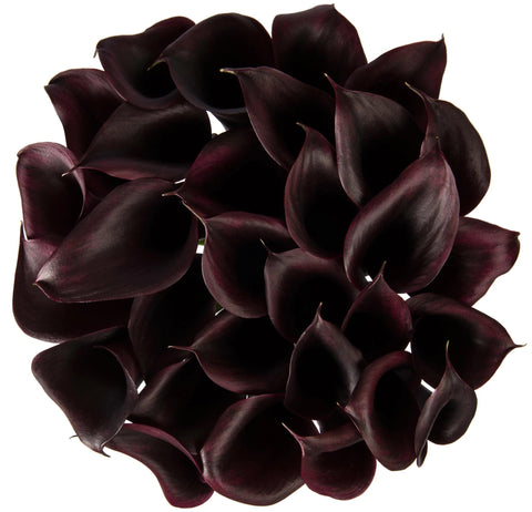 Burgundy Calla Lily Bouquet