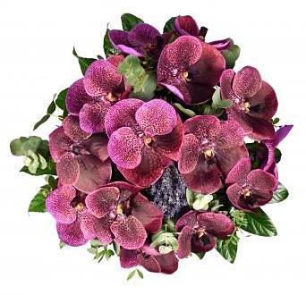 Burgundy Vanda Orchids