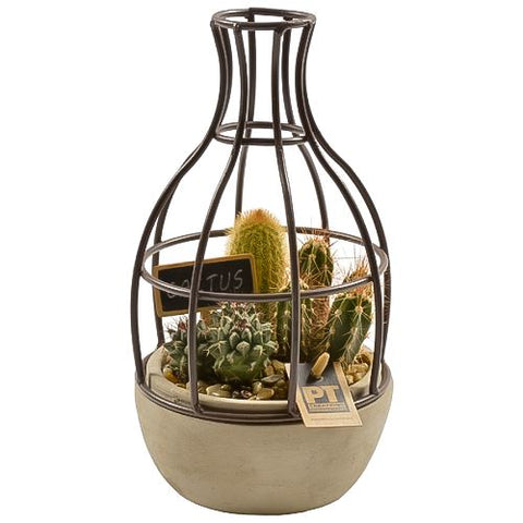 Cactus in Creative Pot