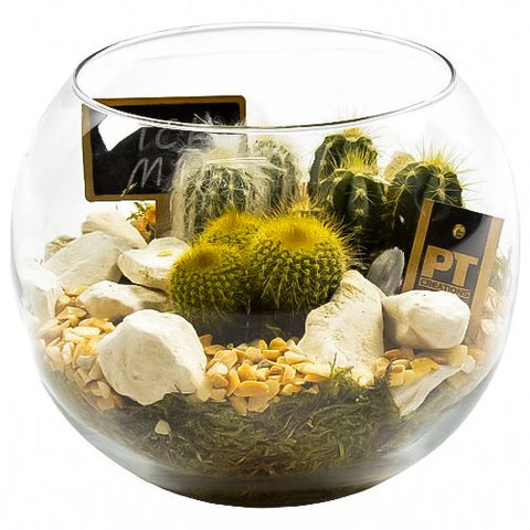 Cactus Terrarium