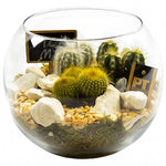 Cactus Terrarium in Glass Bowl - Flowers Box London