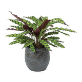 Calathea Lancifolia in Pot