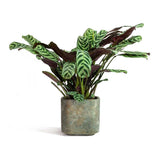 Calathea Leopardina in Pot