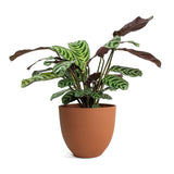 Calathea Leopardina in Pot