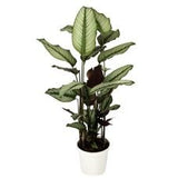 Calathea Majestica Whites in Pot - Flowers Box London