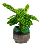 Calathea Zebrina in Pot - Flowers Box London