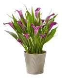 Calla Lily Ceramic Pot - Flowers Box London