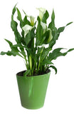 Calla Lily Ceramic Pot