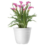 Calla Lily Ceramic Pot