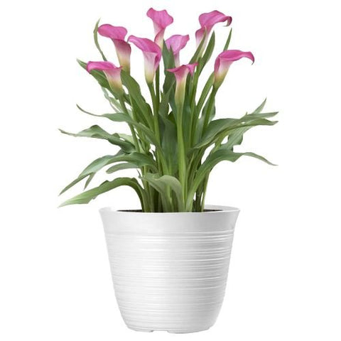 Calla Lily Ceramic Pot - Flowers Box London