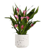 Calla Lily Ceramic Pot - Flowers Box London