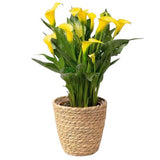 Calla Lily in Basket