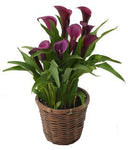 Calla Lily in Basket