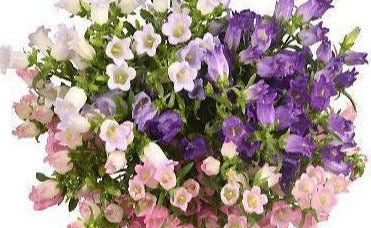 Campanula