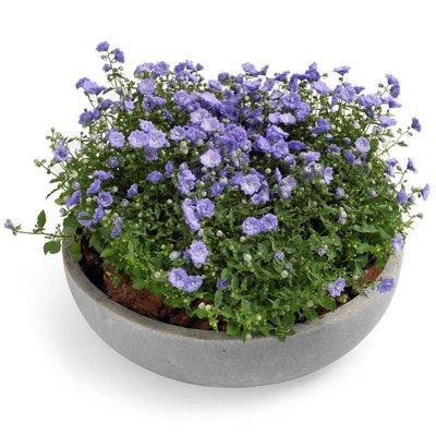 Campanula in Ceramic Pot