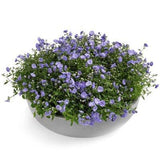 Campanula in Ceramic Pot