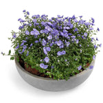 Campanula in Ceramic Pot