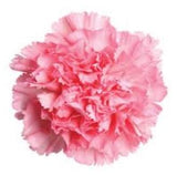 Carnation with Cymbidium Signature Box