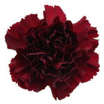 Carnation with Cymbidium Signature Box