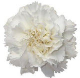 Carnation with Cymbidium Signature Box