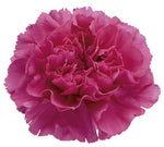 Carnations Hat Box
