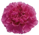 Carnations Hat Box