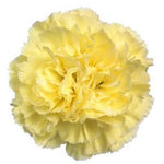 Carnations Hat Box
