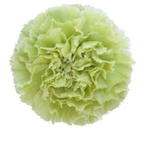 Carnations Hat Box