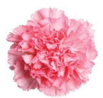 Carnations Hat Box