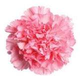 Carnations Hat Box