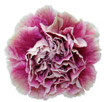 Carnations Hat Box