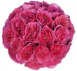 Cerise Luxury Garden Roses Bouquet - Flowers Box London