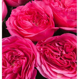 Cerise Luxury Garden Roses Bouquet - Flowers Box London
