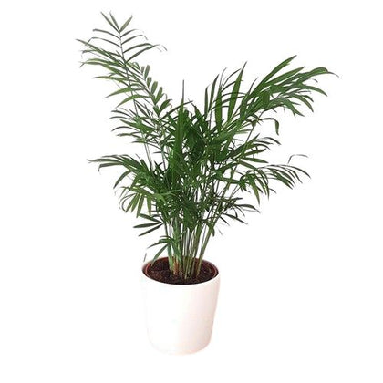 Chamaedorea Elegans in Pot
