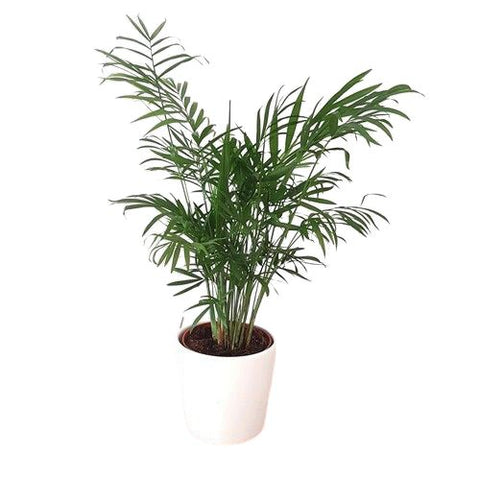 Lush Indoor Plants - Green Up Your Space with Vibrant Plant